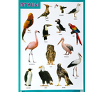 Плакат «Птицы», 500×690 мм